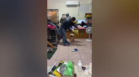 Pet dog chases wiping cloth like bull chasing red fabric