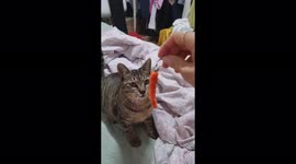 코코와 시간보내기 (= 장난치기)