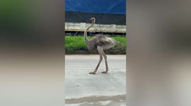 Escaped ostrich causes chaos on roads in Thailand
