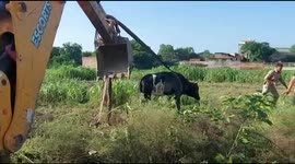 Stray bull rescued after falling down 30-feet-deep well in northern India