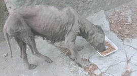 Rescued ‘zombie’ dog transforms into beautiful ‘paw-shionista’