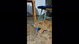 Grumpy orange cat fights owner for his wand/ribbon toy