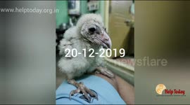 Growth changes for owl from when it is caught to still now