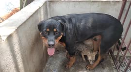 Rottweiler and fox cub become best friends