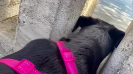 Famous Bodyboarding Dog loves to watch lady paddle boarding