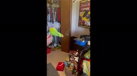 Fearless lovebird parrot swings around on a ceiling fan cord in Minnesota home