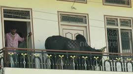 200kg bull rescued by crane after it climbed up to balcony of two-story building in India