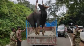 Bison with broken leg is rescued and taken to vet after five-hour struggle in South India