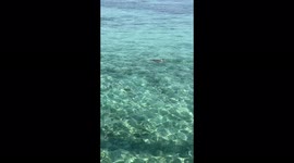 Sharks swimming in front of our water villa in the Maldives