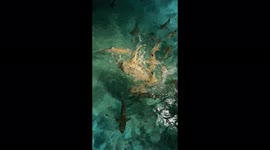 Shiver of sharks go into frenzy as they're fed in the Maldives