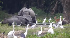 Flooding drowns animals in India's Kaziranga National Park and affects over 1,230 villages