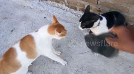 Effort in Separating Cat While fighting with his Friend using Sandals and Stones