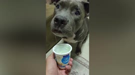 Pet dog hungry for cup of yoghurt in Thailand