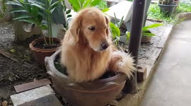 Hot pet Golden Retriever dips in pot filled with water to cool off