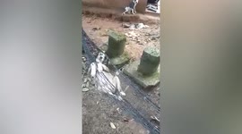 Chilled-out pet dog relaxes on hammock in Thailand