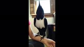 Talking crow wows with amazing mimicry skills