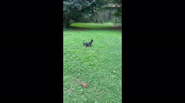 'Come back!' Pet owner helpless as Chihuahua sprints off after baby deer