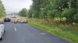 Just another traffic jam in Wensleydale.