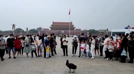 Black swan spotted on China's Tian'anmen Square