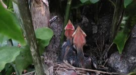 Two little newborn bird chicks, make sounds with their small open beak calling for their mommy.