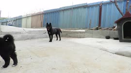 The play of a big dog and a lovely baby puppy. Baby puppy fighting the camera.