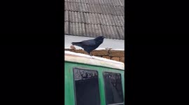 You're not barking mad, this raven really is woofing like a dog