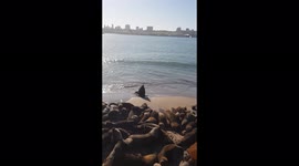 Bird of Prey Eating a Huge Dead Sea-lion on the Beach in Argentina