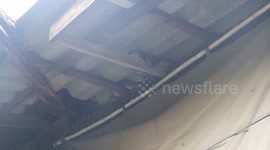 Python caught coiled in the rafters of family’s home