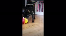 Cute little dog fights hard with slow feeder toy to get kibbles out