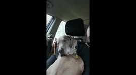 Weimaraner desparately fights off sleep while shes out with dog walker