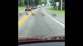 Road-flock! Traffic comes to a halt to make way for MASSIVE gaggle of geese