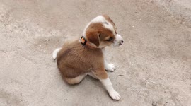 Funny baby dog live without after her mother died!