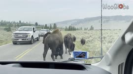 Herd of unfazed bison block traffic at Yellowstone National Park