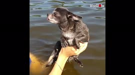 'Cute Chihuahua Starts 'Swimming' Before Entering the Water 
'