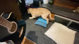 Golden retriever pup is absolutely petrified by sound of guitar being played