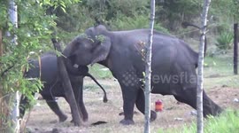 Elephants hold up traffic and smash through electric fence in Sri Lanka