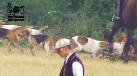 Disturbing footage shows moment pack of crazed hounds appear to savage fox to death during hunt