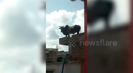 Bull rescued after wandering onto roof of house in central India