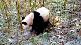 Wild giant panda spotted wandering through village in southern China