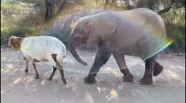 Best buds! Orphaned albino elephant enjoys stroll with her sheep companion