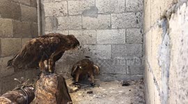 Rooftop mini-zoo in Gaza is slice of nature in often chaotic place