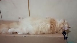 a cat relaxing on a cardboard