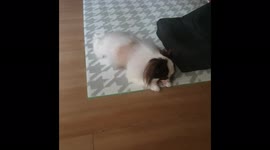 ♡♡♡ My cute puppy (Long-haired Chihuahua) ♡♡♡