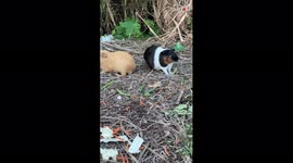 TikToker spots family of adorable guinea pigs crossing path just in front of her