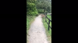 Goat attack on dog close call