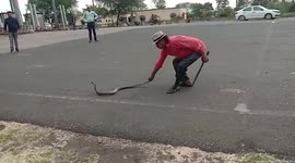 Cobra regurgitates viper after capture in central Indian warehouse