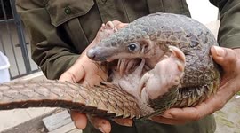Authorities rescue rare wild pangolin roaming around Indonesian city