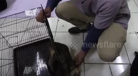 Dozens of stray cats and pets are injected with the rabies vaccine in Central Jakarta, Indonesia