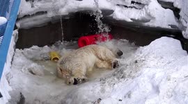 Polar bear rejoices and enjoys water like a child