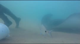 Black stingray tries to steal my bucket full of tools !